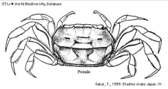 Brachyura, picture of crab Deiratonotus cristatum (De Man, 1895)