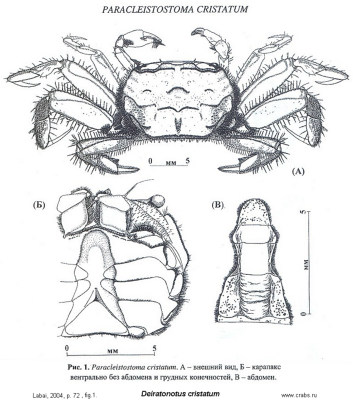 Brachyura, picture of crab Deiratonotus cristatum (De Man, 1895)