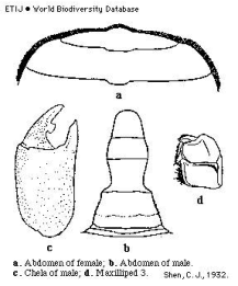 Brachyura, picture of crab Deiratonotus cristatum (De Man, 1895)