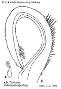 Brachyura, picture of crab Deiratonotus cristatum (De Man, 1895)