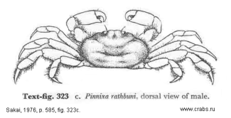 Brachyura, picture of crab Pinnixa rathbuni Sakai, 1934