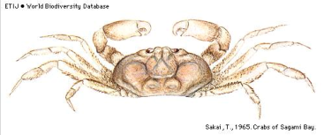 Brachyura, picture of crab Pinnixa rathbuni Sakai, 1934