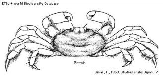 Brachyura, picture of crab Pinnixa rathbuni Sakai, 1934