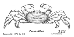 Brachyura, picture of crab Pinnixa rathbuni Sakai, 1934