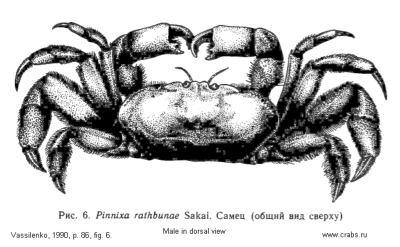 Brachyura, picture of crab Pinnixa rathbuni Sakai, 1934