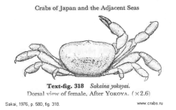 Brachyura, picture of crab Sakaina yokoyai (Glassell, 1933) = Parapinnixa affinis Yokoya, 1928