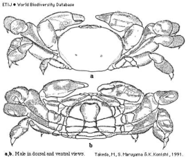 Brachyura, picture of crab Sakaina yokoyai (Glassell, 1933) = Parapinnixa affinis Yokoya, 1928