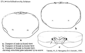 Brachyura, picture of crab Sakaina yokoyai (Glassell, 1933) = Parapinnixa affinis Yokoya, 1928