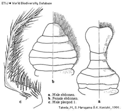 Brachyura, picture of crab Sakaina yokoyai (Glassell, 1933) = Parapinnixa affinis Yokoya, 1928