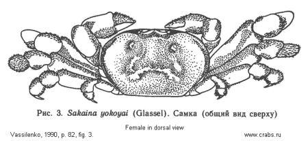 Brachyura, picture of crab Sakaina yokoyai (Glassell, 1933)