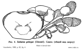 Brachyura, picture of crab Sakaina yokoyai (Glassell, 1933)