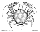 Brachyura, picture of crab Pisidia longimana