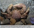 Anomura, photo of crab Dermaturus mandtii Brandt, 1850