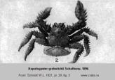 Anomura, photo of crab Hapalogaster grebnitzkii Schalfeew, 1896