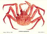 Anomura, photo of crab Lithodes aequispinus