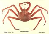 Anomura, photo of crab Lithodes couesi Benedict, 1895