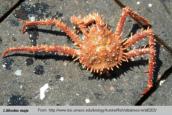 Anomura, photo of crab Lithodes maja (Linnaeus, 1758)