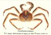 Anomura, picture of crab Paralithodes platypus (Brandt, 1850) 