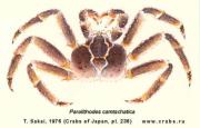 Anomura, picture of crab Paralithodes camtschatica (Tilesius, 1815)