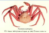 Anomura, picture of crab Paralomis multispina (Benedict, 1895)