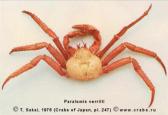 Anomura, photo of crab Paralomis verrilli (Benedict, 1895)