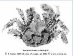 Anomura, photo of crab Sculptolithodes derjugini Makarov, 1934 = Echinocerus derjugini (Makarov, 1934)