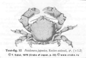 Brachyura, picture of crab Paradromia japonica (Henderson, 1888) = Petalomera japonica 