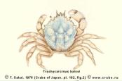 Brachyura, picture of crab Trichopeltarion balssi (Rathbun, 1932) = Trachycarcinus balssi 