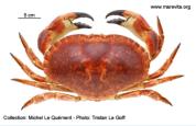 Brachyura, photo of crab Cancer pagurus 