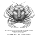 Brachyura, picture of crab Pirimela denticulata (Montagu, 1808) 