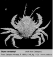 Photo of crab Sirpus zariquieyi Gordon, 1953 