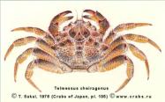 Brachyura, picture of crab Telmessus cheiragonus (Tilesius, 1812) 