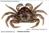 Brachyura, Cheiragonidae, crab Telmessus acutidens