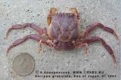 Brachyura, photo of crab Paradorippe granulata