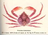 Brachyura, photo of crab Pisoides bidentatus (A. Milne-Edwards, 1873) 