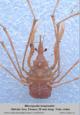  Crab Macropodia longirostris photo