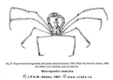 Brachyura, picture of crab Macropodia rostrata (Linnaeus, 1761)