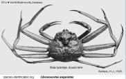 Brachyura, picture of crab Chionoecetes angulatus