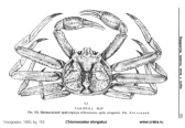 Brachyura, photo of crab Chionoecetes elongatus