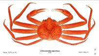 Brachyura, picture of crab Chionoecetes japonicus