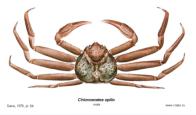 Brachyura, picture of crab Chionoecetes opilio (Fabricius, 1788) 