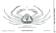 Brachyura, picture of crab Chionoecetes tanneri Rathbun, 1893