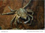 Brachyura, photo of crab Hyas araneus