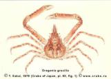 Brachyura, picture of crab Oregonia gracilis Dana, 1851