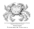 Brachyura, picture of crab Pilumnus hirtellus (Linnaeus, 1761)