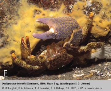 Anomura, photo of crab Oedignathus inermis (Stimpson, 1860)
