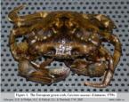 Photo of crab Carcinus maenas