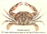 Brachyura, photo of crab Charybdis japonica (A. Milne-Edwards, 1861)