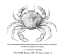 Brachyura, picture of crab Liocarcinus navigator (Herbst, 1794) = Liocarcinus arcuatus (Leach, 1814)  = Macropipus arcuatus