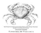 Brachyura, picture of crab Liocarcinus holsatus (Fabricius, 1798) = Macropipus holsatus
